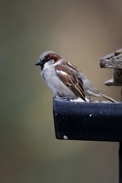 Evi sparrow, passer domesticus — Stok fotoğraf
