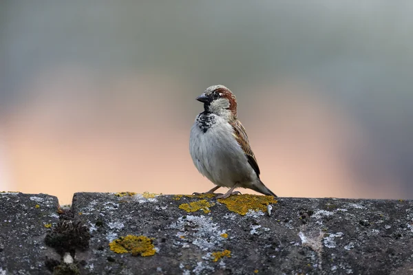 Wróbel, passer domesticus — Zdjęcie stockowe