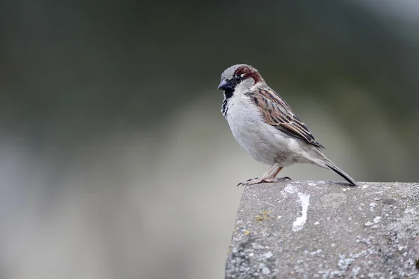 House sparrow, Passer domesticus — Stock Photo, Image