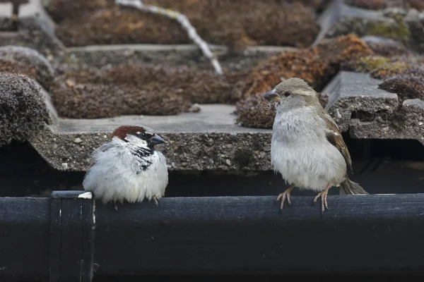 Wróbel, passer domesticus — Zdjęcie stockowe