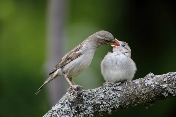 Huismus, passer domesticus — Stockfoto