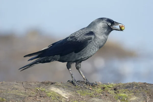 Kauw, corvus monedula — Stockfoto