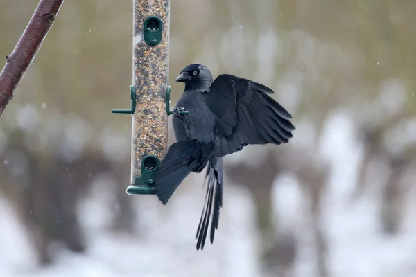 Gralhas, corvus monedula — Fotografia de Stock