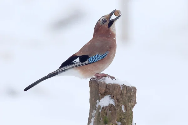 Jay, Garrulus glandarius — Zdjęcie stockowe