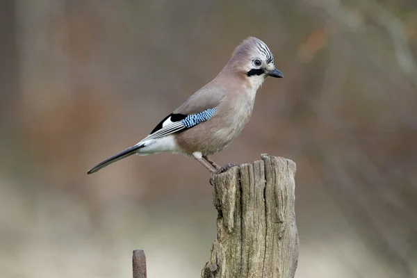 Jay, Garrulus glandarius — Fotografia de Stock