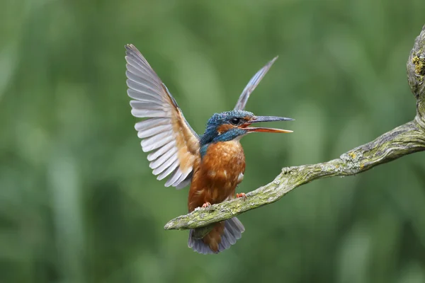 Kingfisher, Alcedo atthis — Stock Photo, Image