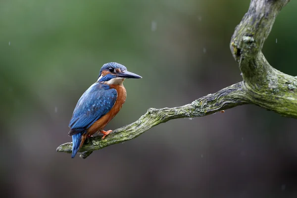 Kingfisher, 34 года, Alcedo — стоковое фото