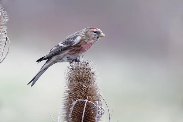 Menor redpoll, cabaré Carduelis — Fotografia de Stock