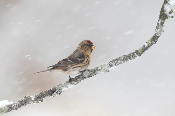 Menor redpoll, cabaré Carduelis — Fotografia de Stock