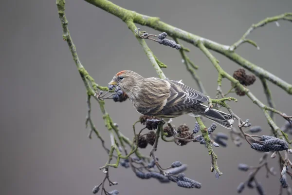 Čečetka malá, carduelis kabaret — Stock fotografie