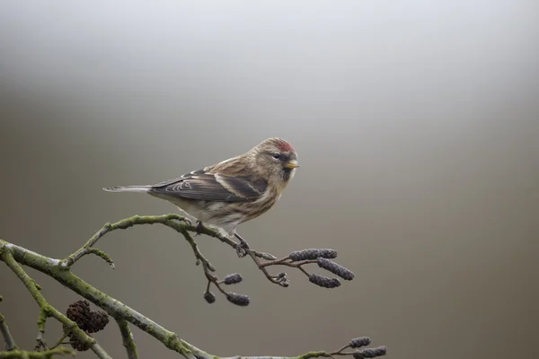 Małopolskie redpoll, carduelis cabaret — Zdjęcie stockowe