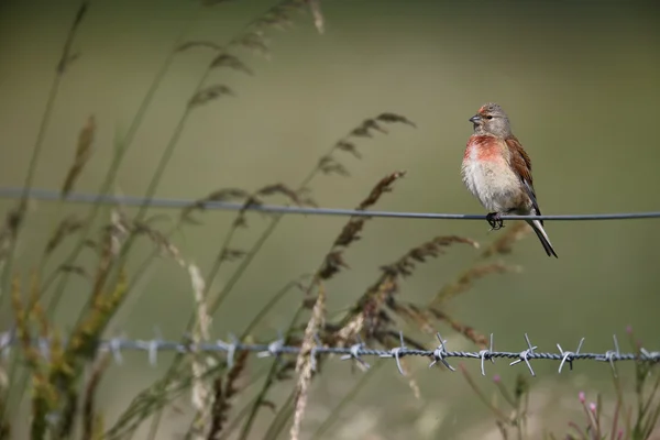 Dzwoniec, carduelis cannabina — Zdjęcie stockowe