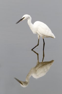 Küçük ak balıkçıl, egretta garzetta