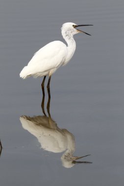 Küçük ak balıkçıl, egretta garzetta