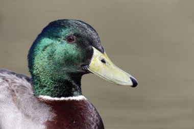 yeşilbaş, anas platyrhynchos