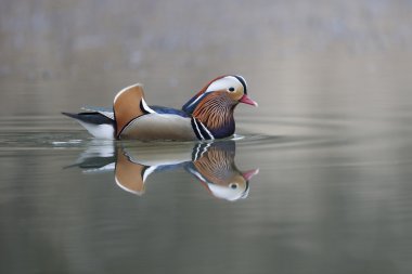 Mandarin ördeği, aix galericulata