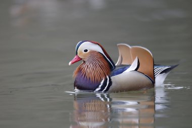 Mandarin ördeği, aix galericulata