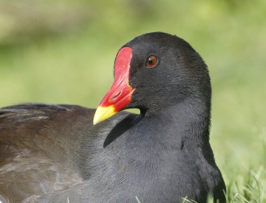 Moorhen, Gallinula chloropus