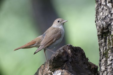 Bülbül, luscinia megarhynchos