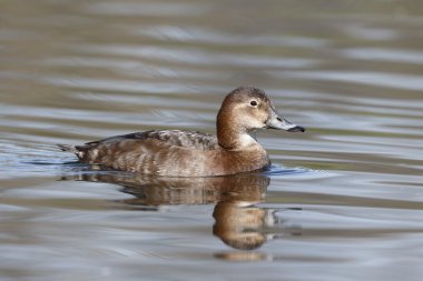 Kuzey patka, aythya ferina