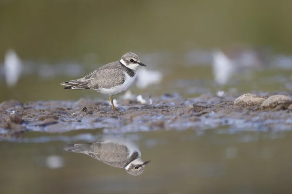 Un chorlito con anillos, Charadrius dubius — Foto de Stock