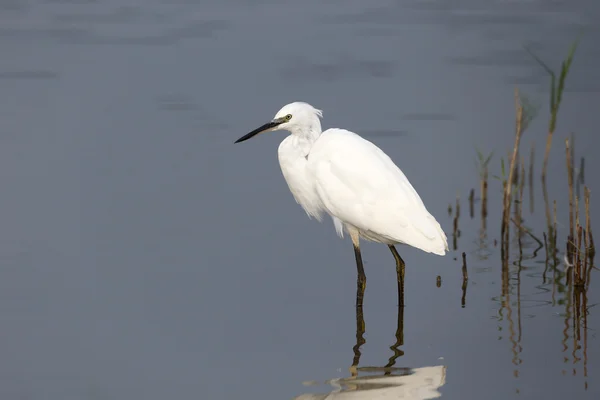 Kicsi tojástojás, Egretta garzetta — Stock Fotó