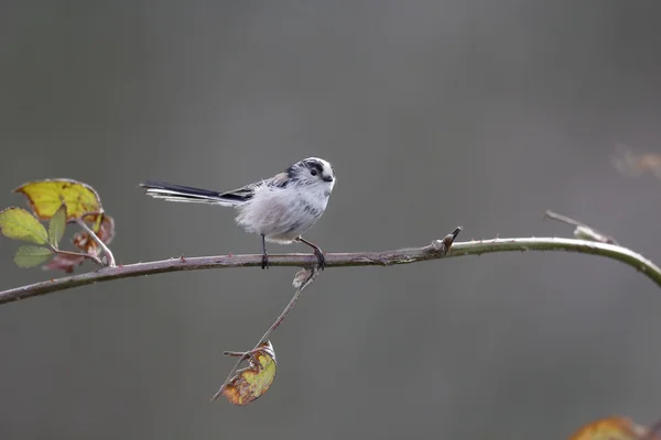 Teta de cola larga, Aegithalos caudatus — Foto de Stock