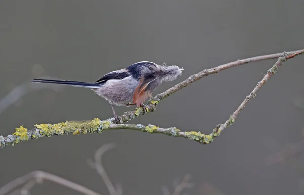 Cinciallegra, Aegithalos caudatus — Foto Stock