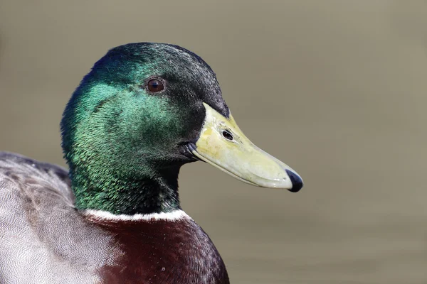 Wilde eend, anas platyrhynchos — Stockfoto