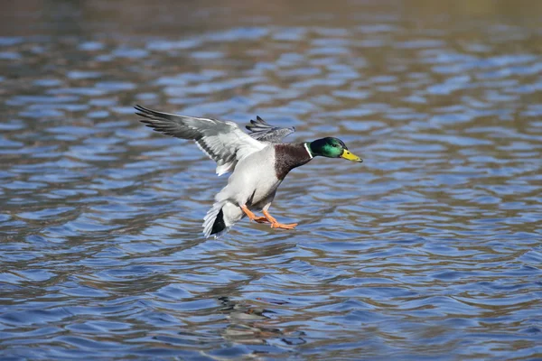 Germano reale, anas platyrhynchos — Foto Stock