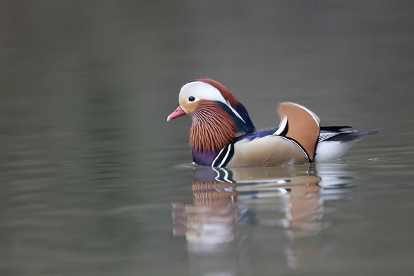 Mandarin duck, Aix galericulata — Stock Photo, Image