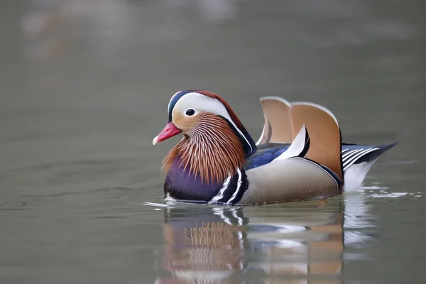 Kachnička mandarinská, aix galericulata — Stock fotografie