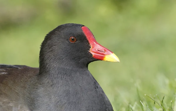 Moorhuhn, Gallinula chloropus — Stockfoto