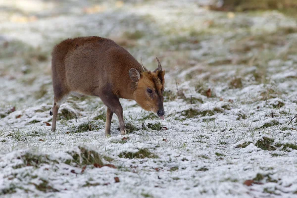 Muntjac, 36 лет, Muntiacus reevesi — стоковое фото