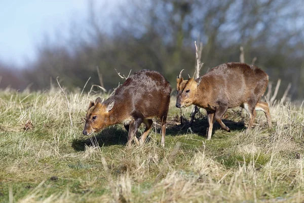 Muntjac, 36 лет, Muntiacus reevesi — стоковое фото