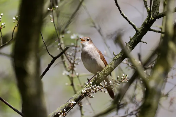 Nightingale, Luscinia megarhynchos — Stockfoto