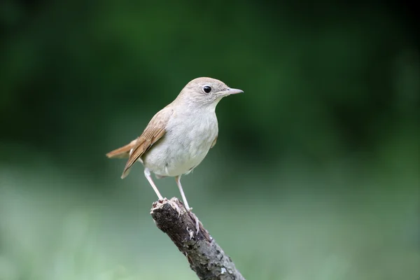 나이팅게일, luscinia megarhynchos — 스톡 사진