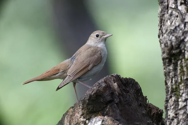 Bülbül, luscinia megarhynchos — Stok fotoğraf