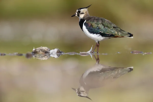 Vanneau cendré, Vanellus vanellus — Photo