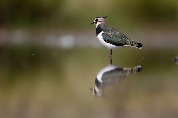 Łopatka północna, Vanellus vanellus — Zdjęcie stockowe