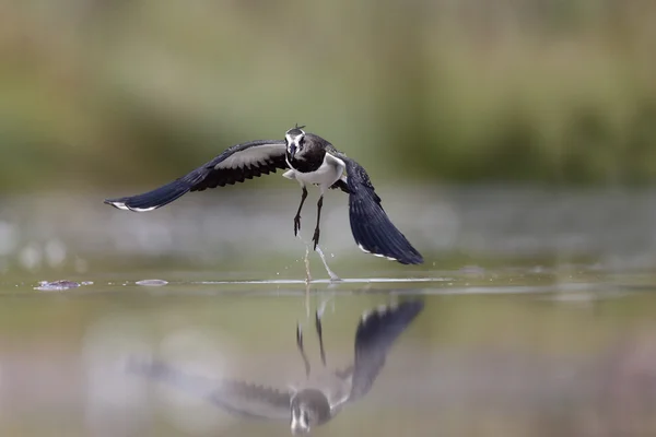 Norra Lapwing, Vanellus vanellus — Stockfoto