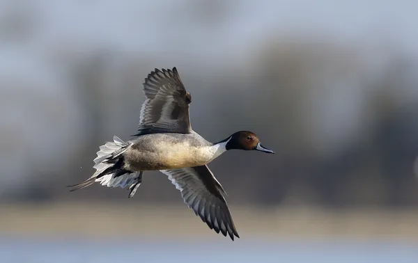 Norte de Pintail, Anas acuta —  Fotos de Stock