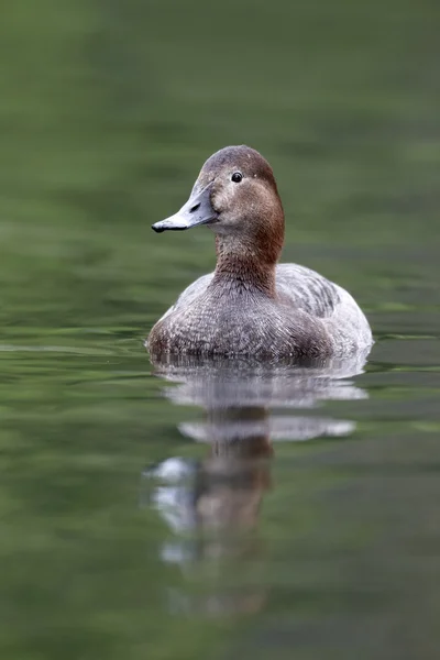 Pochard del norte, Aythya ferina — Foto de Stock