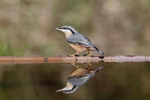 Nuthatch, Sitta europaea — Stock Photo, Image