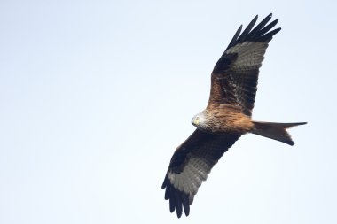 Kırmızı Uçurtma, Milvus Milvus