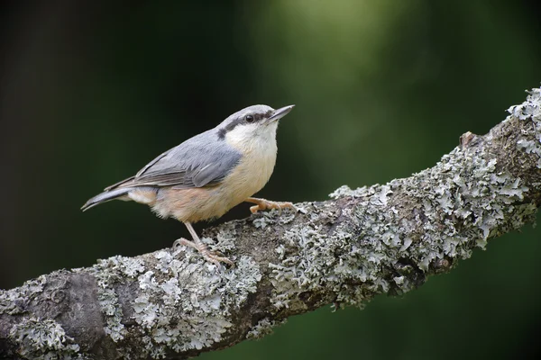 Nuthatch, Sitta europaea — Stock Photo, Image