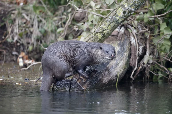 Otter, Lutra lutra — Stock Photo, Image