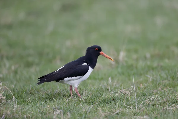 Ústřičník, haematopus ostralegus — Stock fotografie