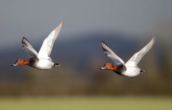 Pochard, Aythya ferina — Stock Photo, Image