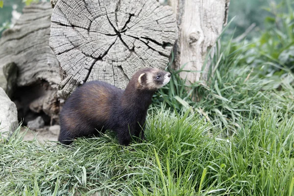 Polecat, Putorius putorius, — Stock Photo, Image